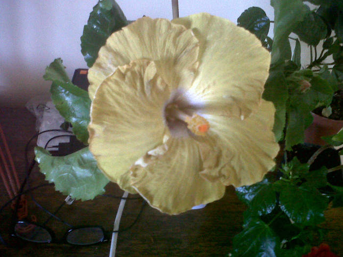 Hibiscus Kathie Jones - Hibiscus 2012-1