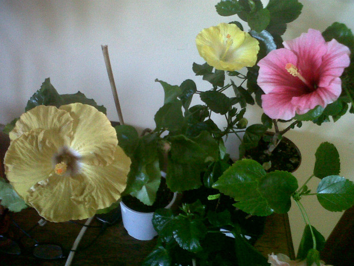 Hibiscus grup - Hibiscus 2012-1