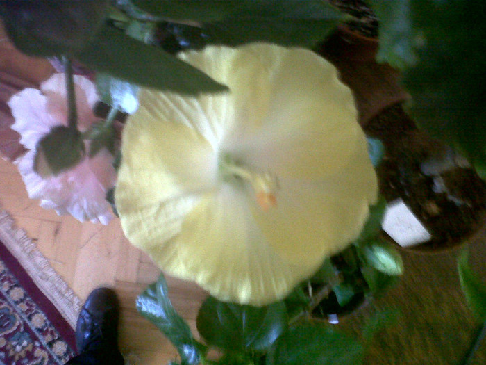 Hibiscus Emily - Hibiscus 2012-1