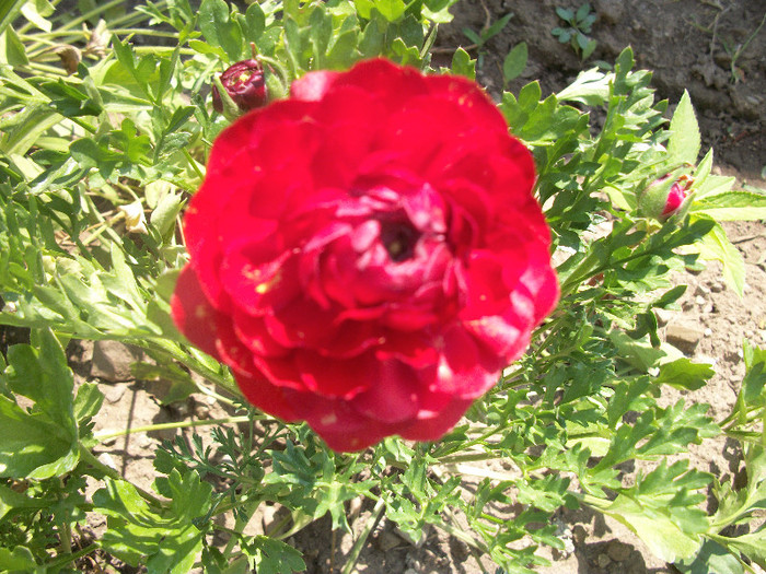 1 iulie 2012 - ranunculus 2012