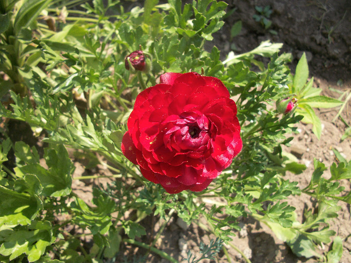 100_0972 - ranunculus 2012