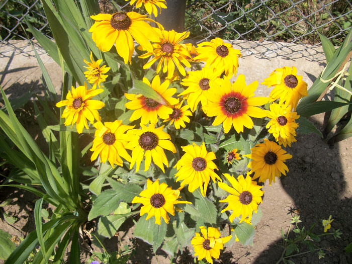 100_0983 - rudbeckia 2012