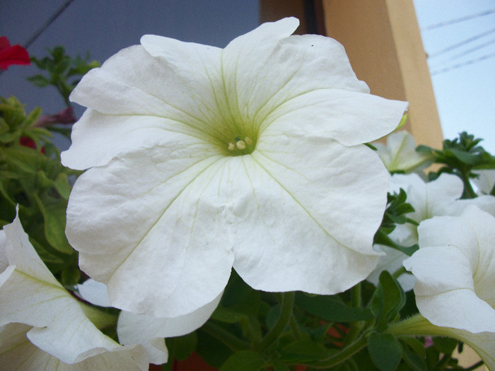 100_0992 - petunii 2012