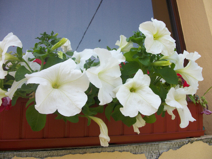 100_0993 - petunii 2012