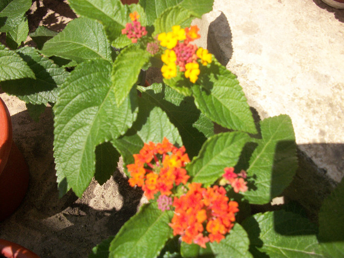 100_1003 - lantana