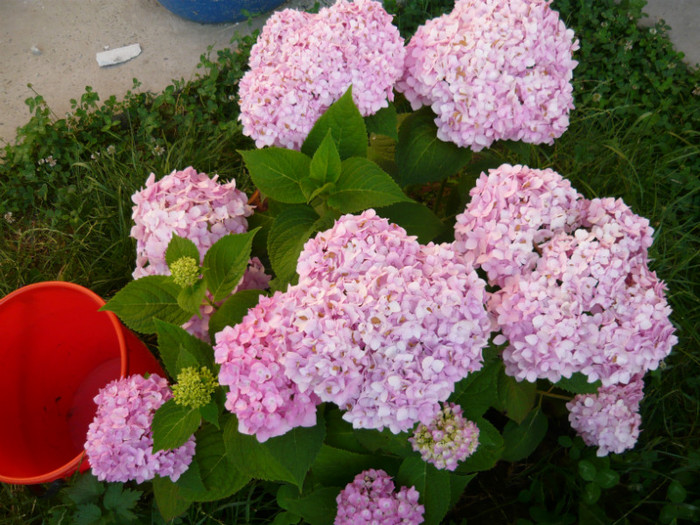 032 - hortensia