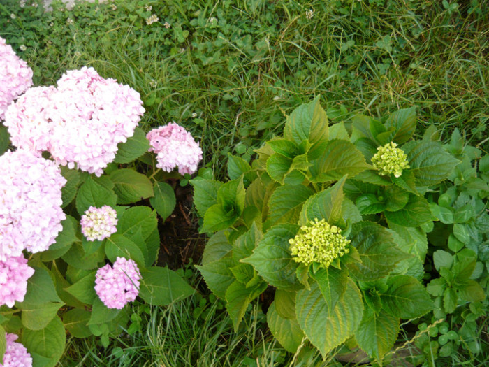 033 - hortensia