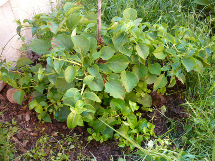 cataratoare - hortensia