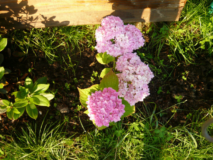 038 - hortensia
