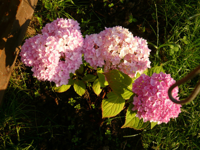 039 - hortensia