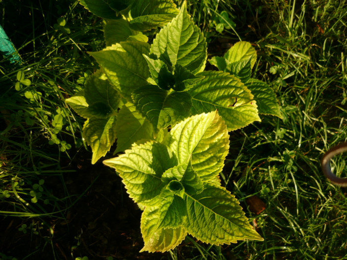 040 - hortensia