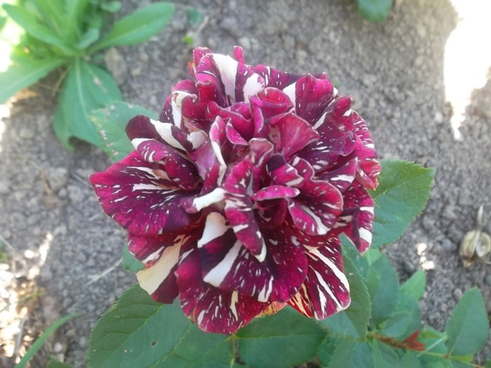 abracadabra, aceeasi floare, tine foarte mult