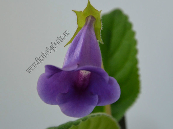 Sinningia speciosa regina - GLOXINIA _ SINNINGIA