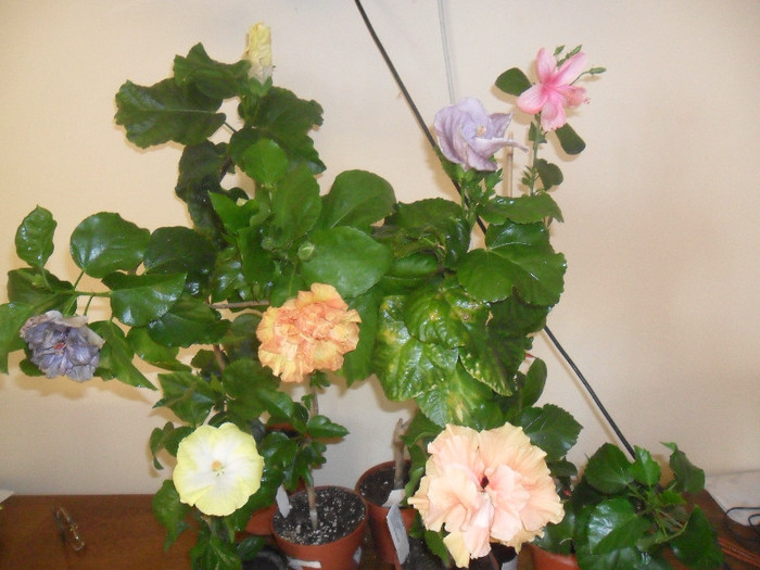 Hibiscus grup - Hibiscus 2012-1