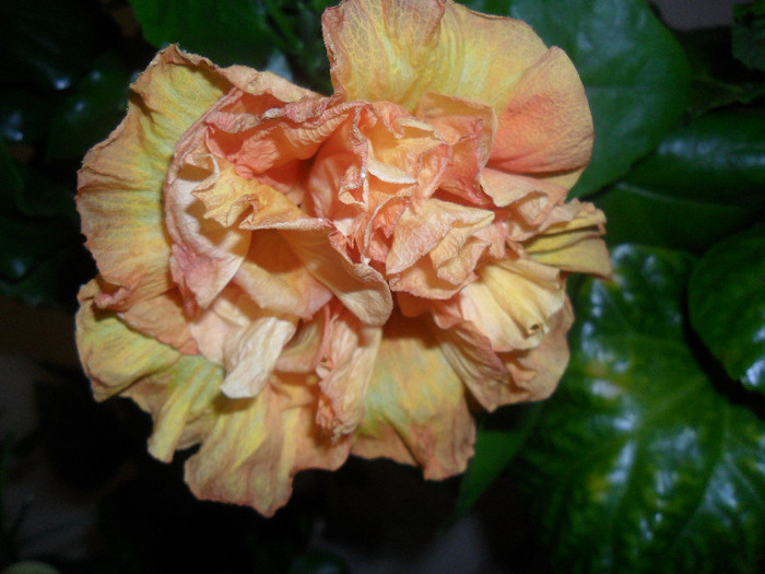 Hibiscus Flameball - Hibiscus 2012-1