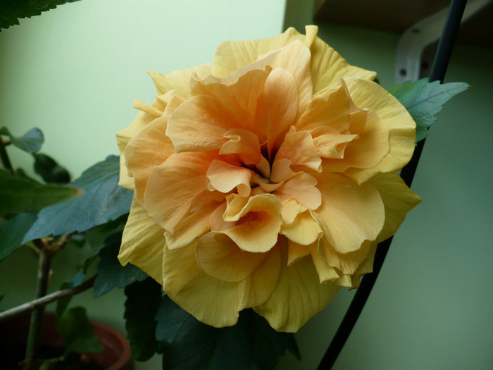 P1400256 - hibiscusi 2012