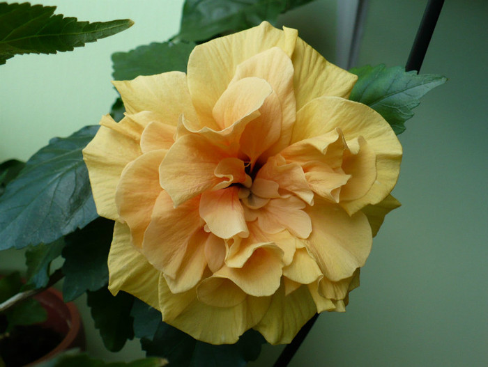 P1400254 - hibiscusi 2012