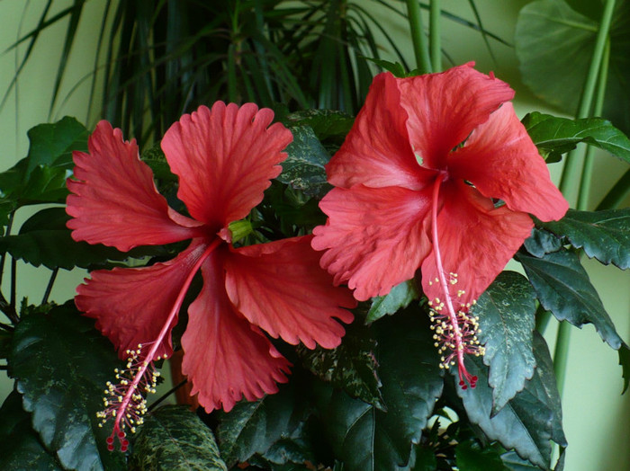 P1400283 - hibiscusi 2012