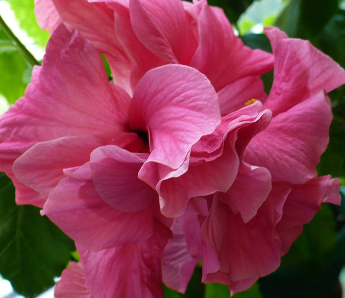P1400284 - hibiscusi 2012