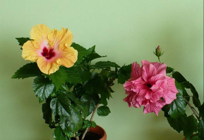P1400294 - hibiscusi 2012