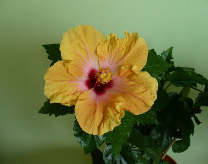 P1400295 - hibiscusi 2012
