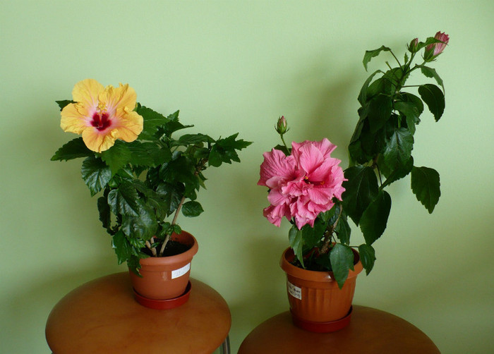P1400297 - hibiscusi 2012