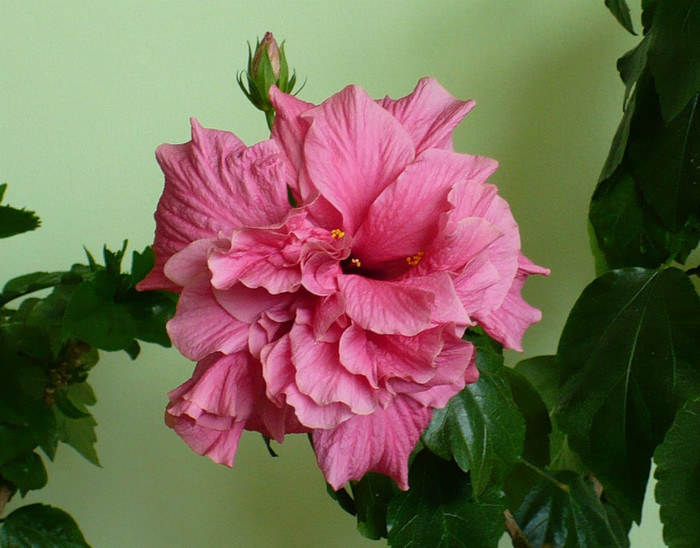 P1400298 - hibiscusi 2012
