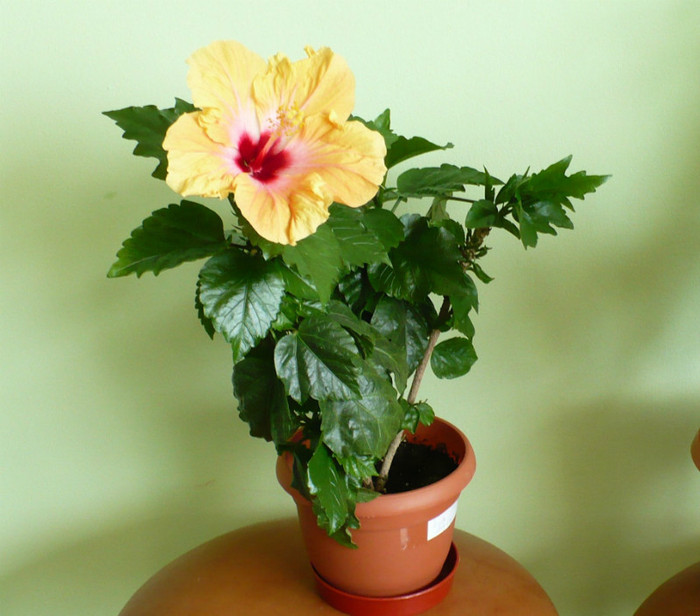 P1400303 - hibiscusi 2012