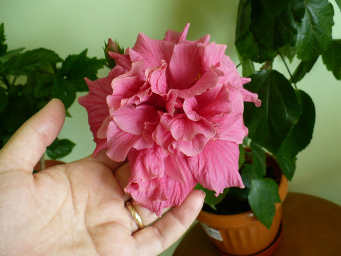 P1400305 - hibiscusi 2012