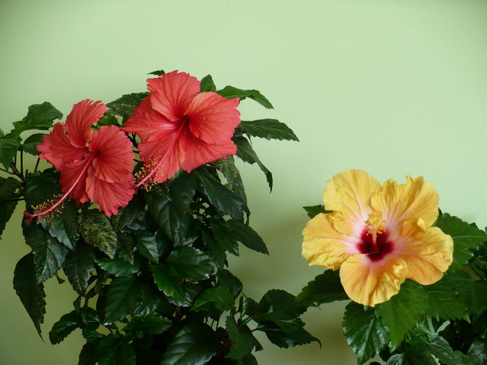 P1400314 - hibiscusi 2012