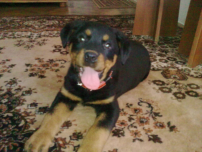 Eba ian 2012 - rottweiler-amintire