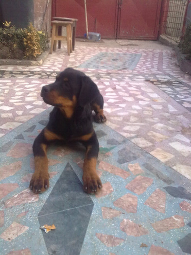 Eba 3,5 luni - rottweiler-amintire