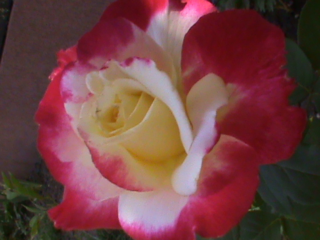 double delight - evolutia trandafirilor 4garden