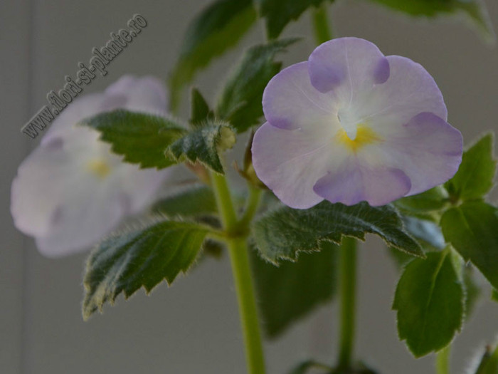 Achimenes Blueberry Ripple; 2012
