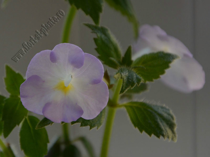 Achimenes Blueberry Ripple; 2012
