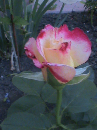 double delight - Trandafiri 2012