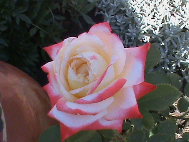 DSC01705 - Trandafiri 2012