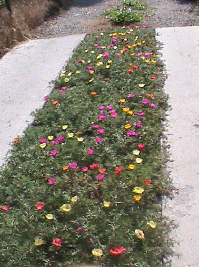 covor din flori de piatra