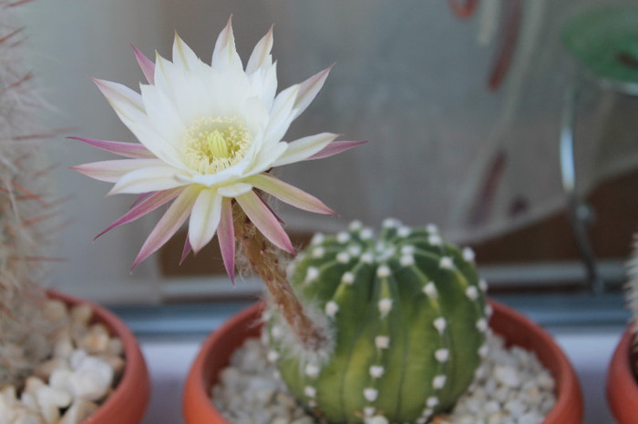 cactusi infloriti 011 - cactusi si suculente infloriti 2012