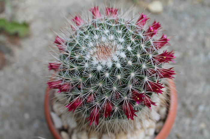 cactusi infloriti 014 - cactusi si suculente infloriti 2012