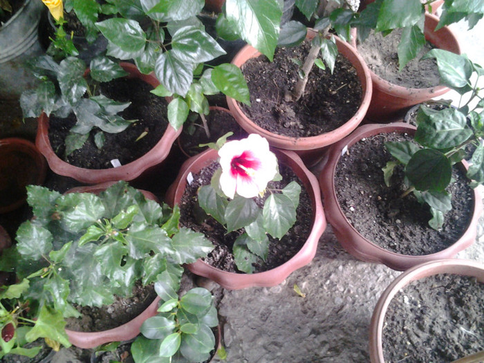 hibiscusi grup...centru pink dream - HIBISCUS