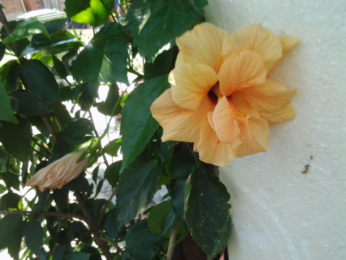 hibiscus clasic apricot 50 ron