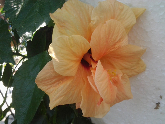 hibiscus clasic apricot