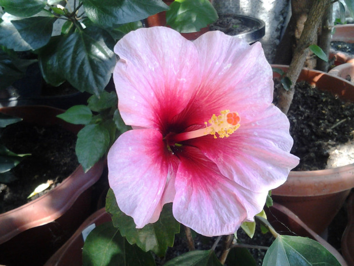 hibiscus pink dream