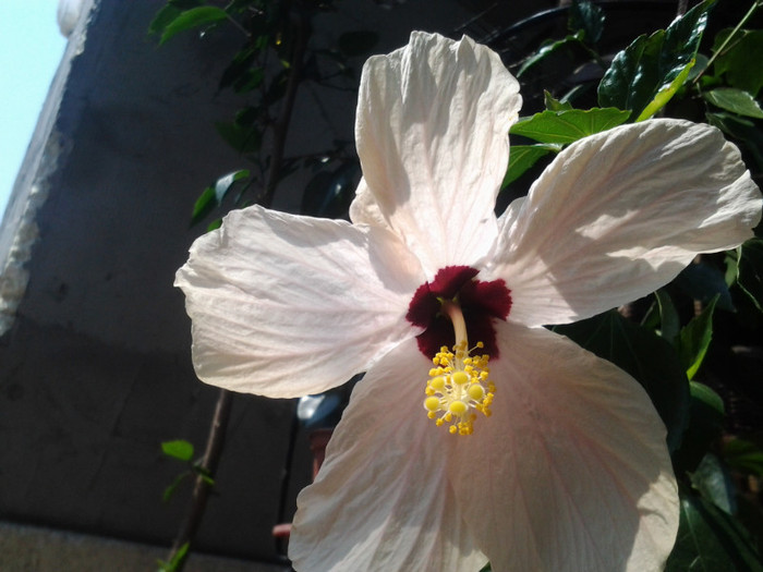 alb simplu 50 ron - HIBISCUS