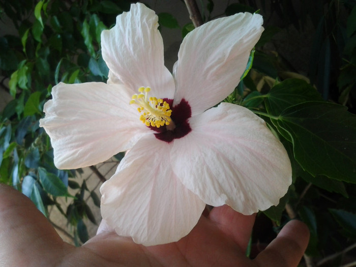 2012-07-02 12.01.45 - HIBISCUS