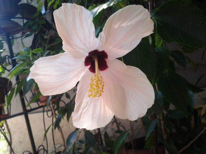 2012-07-02 12.01.59 - HIBISCUS