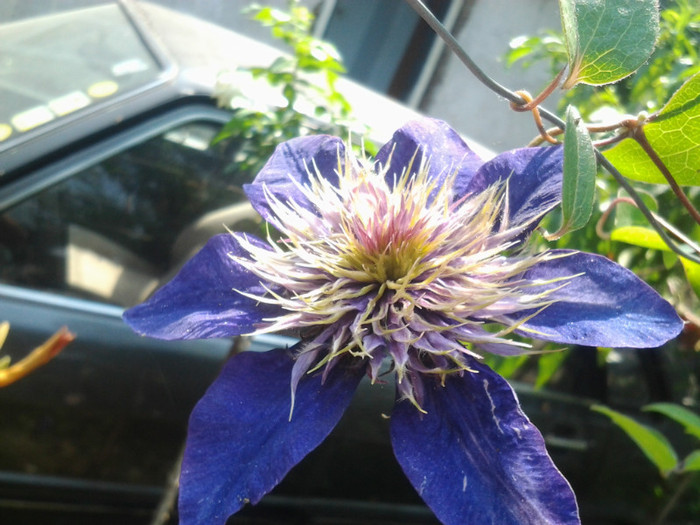 2012-07-02 12.06.49 - CLEMATITE