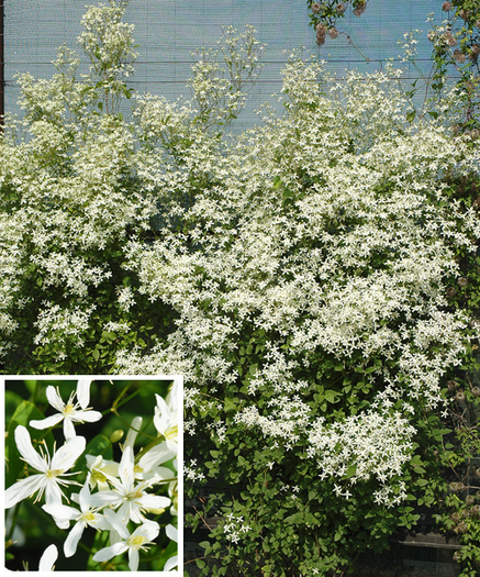 clematis asterisc; flori f multe si f parfumate
