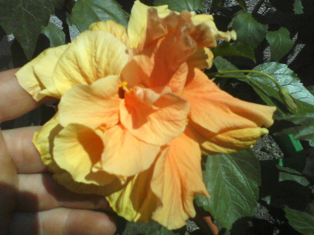 P01-07-12_12.31[2] - hibiscus